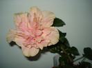 Classic Pink