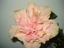 Classic Pink