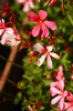 DSC03136