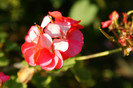 DSC03143