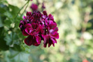 DSC03169