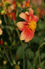 DSC03204