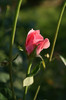 DSC03217