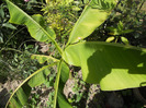 banan  curte