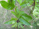 DSCN0487