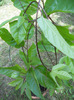 DSCN0488