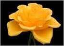images (41)