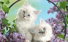 pisicute_mici_dragalase