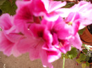 DSCN0464