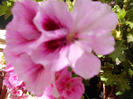 DSCN0465