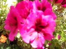 DSCN0466