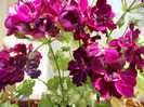DSCN0454