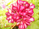 DSCN0447