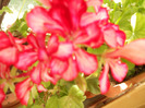 DSCN0451