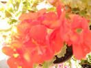 DSCN0467