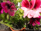 DSCN0482