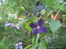 clematis