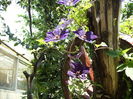 clematis