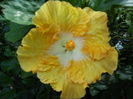 Hibiscus
