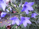 clopotei de gradina