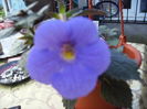 achimenes