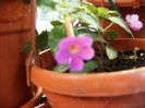 achimenes