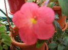 achimenes