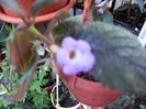 achimenes