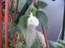 achimenes