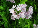 phlox