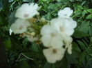 phlox