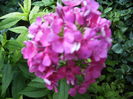 phlox