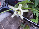 passiflorfa Foetida