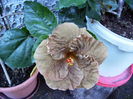 Hibiscus