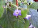 achimenantha