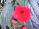 achimenes