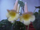 smithiantha Sunny Day 2