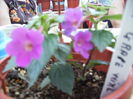 achimenes Gape Wine