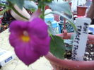 achimenes
