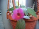 achimenes