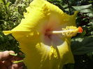 Hibiscus