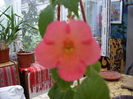 achimenes Swet and Sour