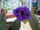achimenes violacea semiplena
