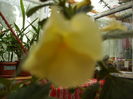achimenes Himalayan Sunrise