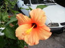 Hibiscus