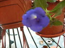 achimenes Bleu 2