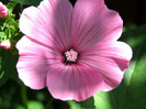 lavatera