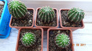 Echinopsis 1-2-3-4-5