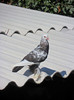 SAM_2532
