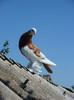 SAM_2554